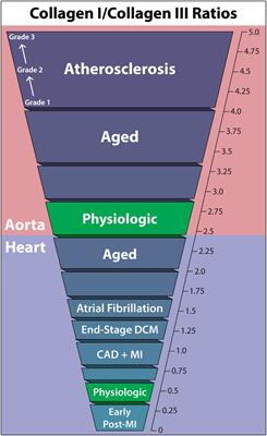 Extracellular Matrix Protein Ratios in the Human Heart and Vessels: How to Distinguish Pathological From Physiological Changes?